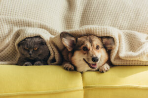 pienso perros gatos