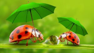 gama ecológicos insecticidas herbicidas fungicidas Valladolid