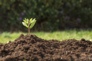 Abonos para plantas y cultivos