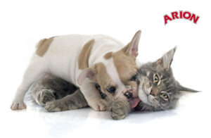 piensos para perros y gatos