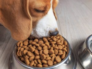 comprar pienso perros Valladolid