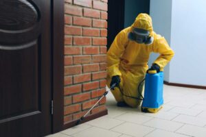 Control de plagas de termitas en Valladolid