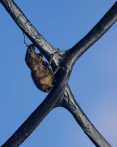 Fumigación contra el gorgojo en Almacenes