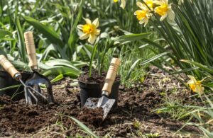 Consejos de jardinería