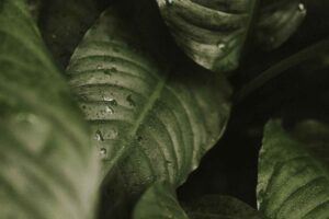 Abonos para plantas verdes