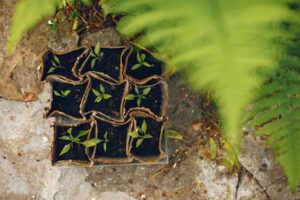 Diferencia entre abono y fertilizante