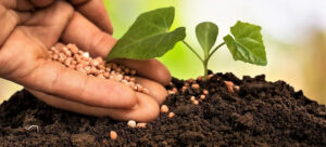 abonos jardinería huerta Valladolid