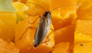insecticidas contra rastreros voladores Valladolid