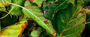 enfermedades causadas hongos plantas